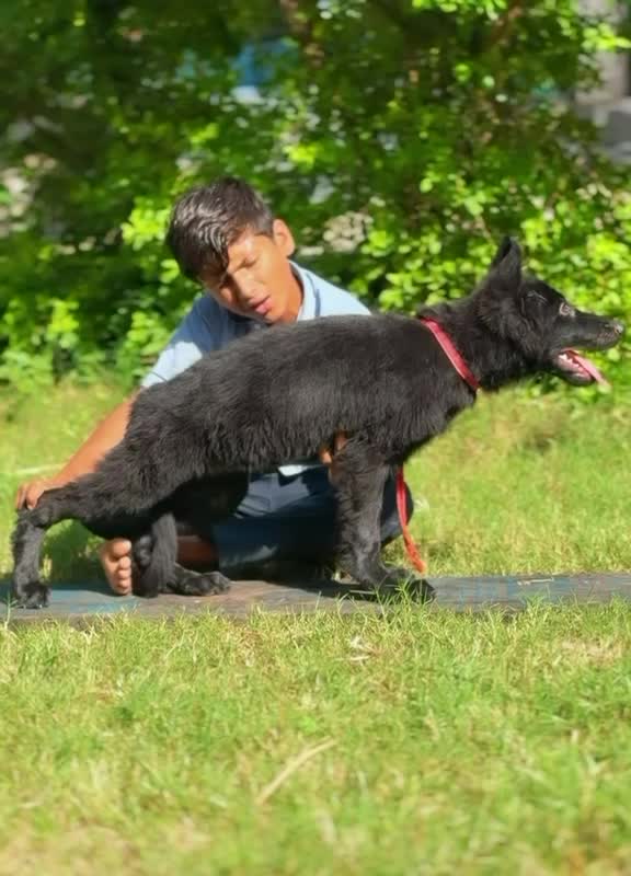 German Shepherd Puppy | Pure White, farm video