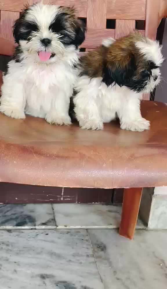 Shih Tzu | Tri Color Puppy, farm video