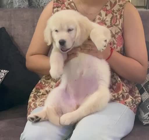 Golden Retriever, farm video