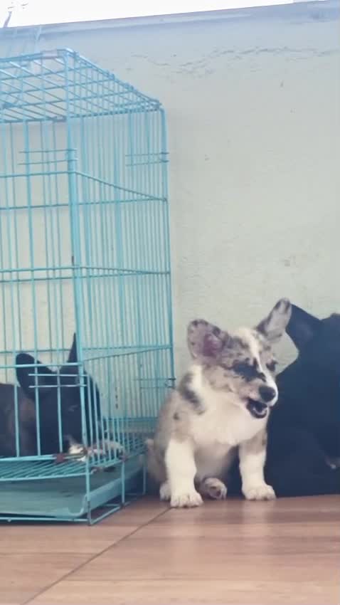 Corgi Puppy, farm video
