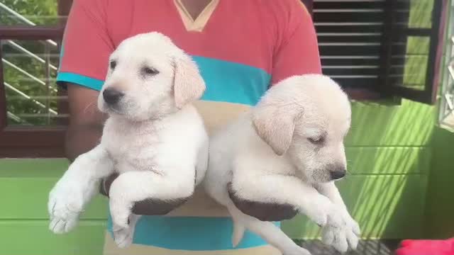 Beagle Black & Tan Puppy, farm video