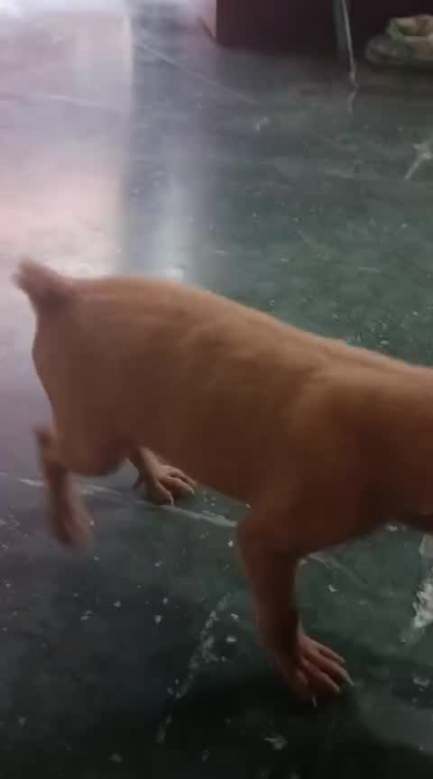 Miniature Pinscher Puppy, farm video