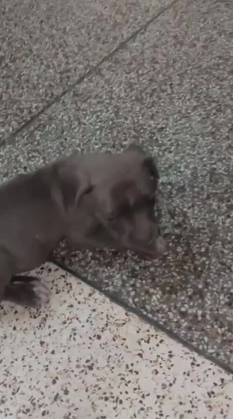 Pitbull Terrier Puppy, farm video