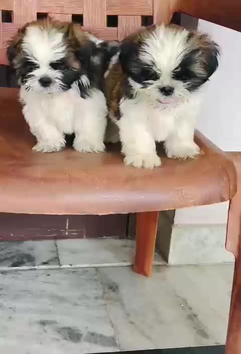 Shih Tzu | Black & White Color, farm video