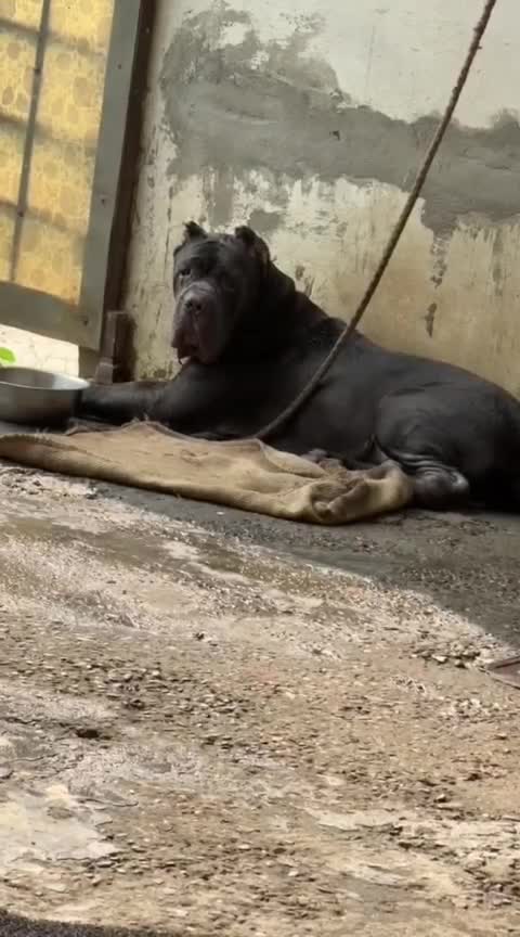 Dachshund Puppy, farm video