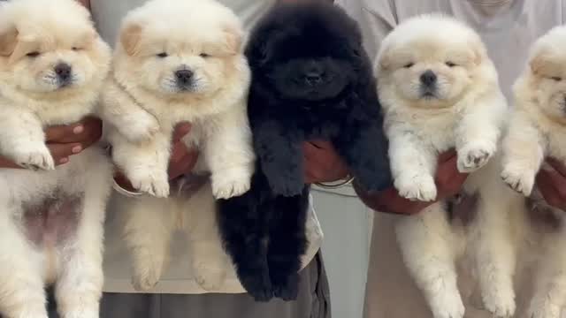 Chow Chow Puppy | Fawn Color, farm video