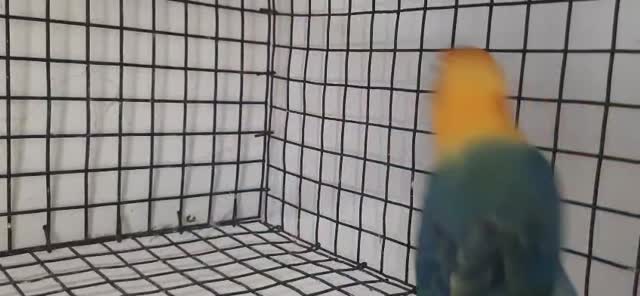 Dachshund Puppy, farm video
