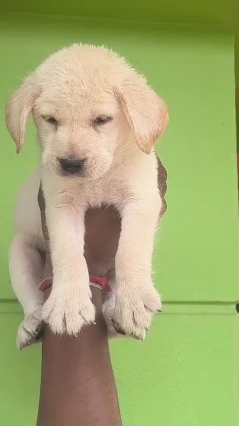 Dachshund Puppy, farm video