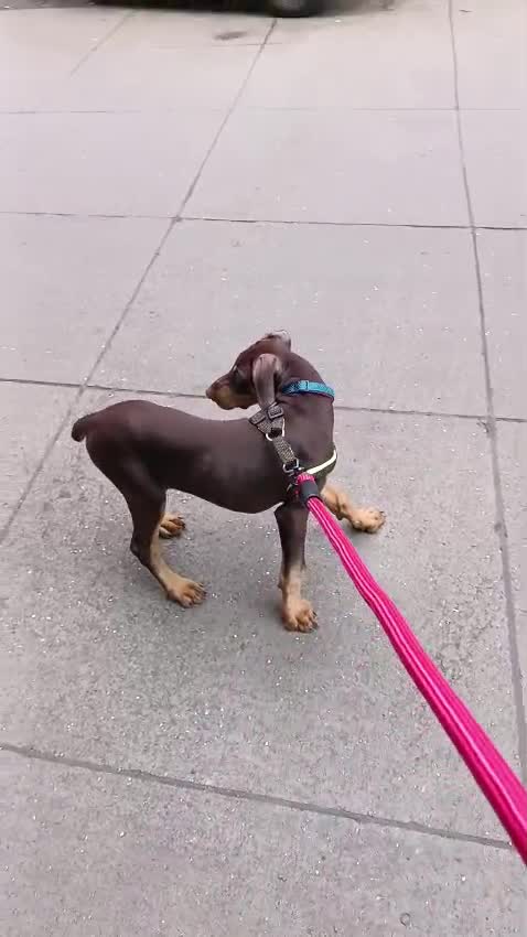 European Doberman Puppy, farm video