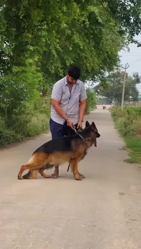 German Shepherd Puppy, farm video