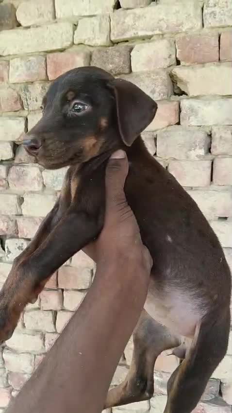 Dachshund Puppy, farm video