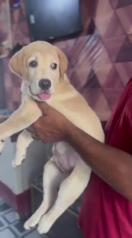 Beagle Black & Tan Puppy, farm video