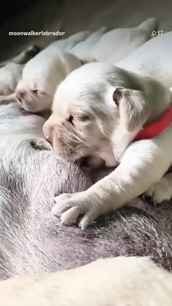 English Bull Dog Puppy, farm video