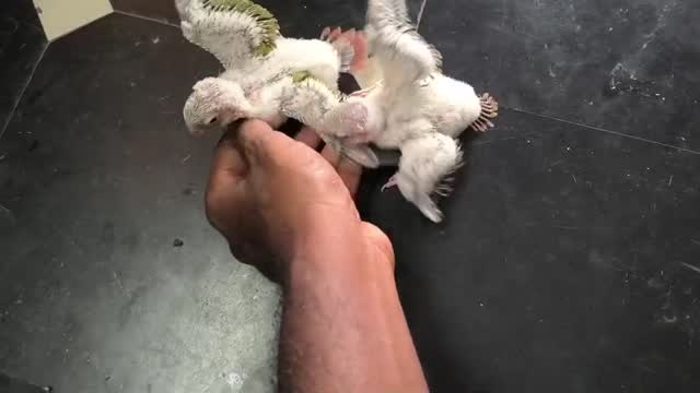 Pineapple Headed Conure, farm video