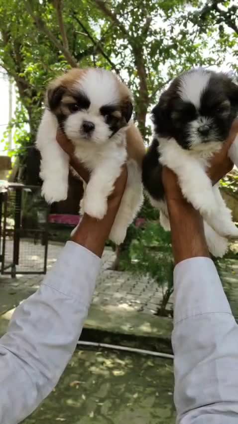 Shih Tzu | Black Color, farm video