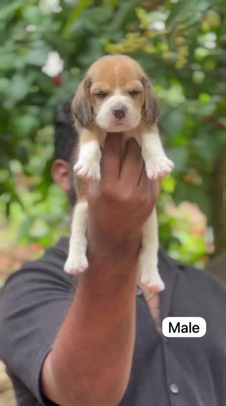 Beagle Black & Tan Puppy, farm video