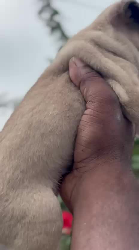 Pug Puppy | Apricot Color, farm video