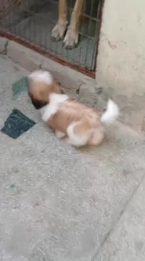 Shih Tzu | Black & White Color, farm video