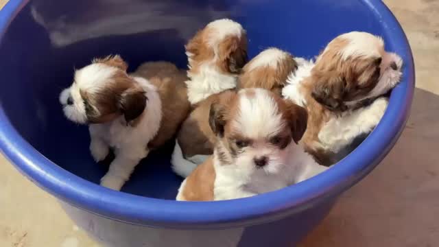 Dachshund Puppy, farm video