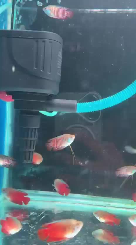 Gourami, farm video