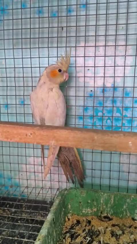 Cockatiel | Grey, farm video