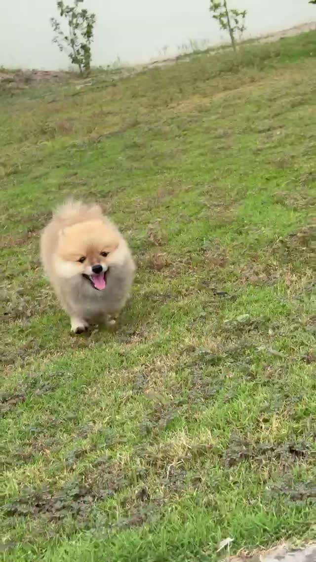 Pomeranian Puppy | Black Color, farm video