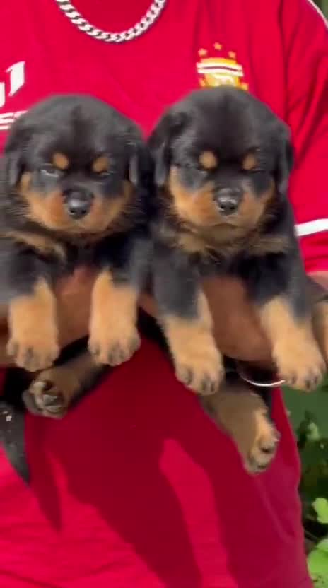 Rottweiler Puppy, farm video