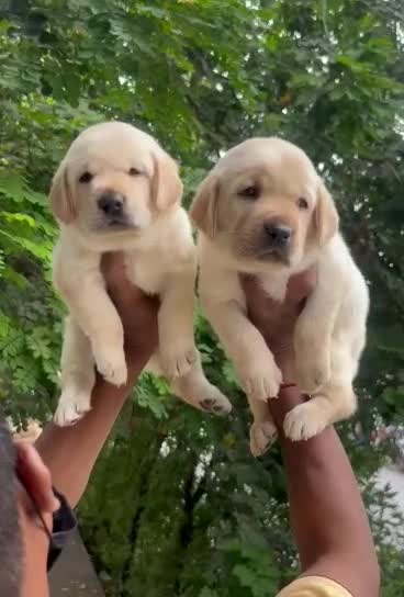 Beagle Black & Tan Puppy, farm video
