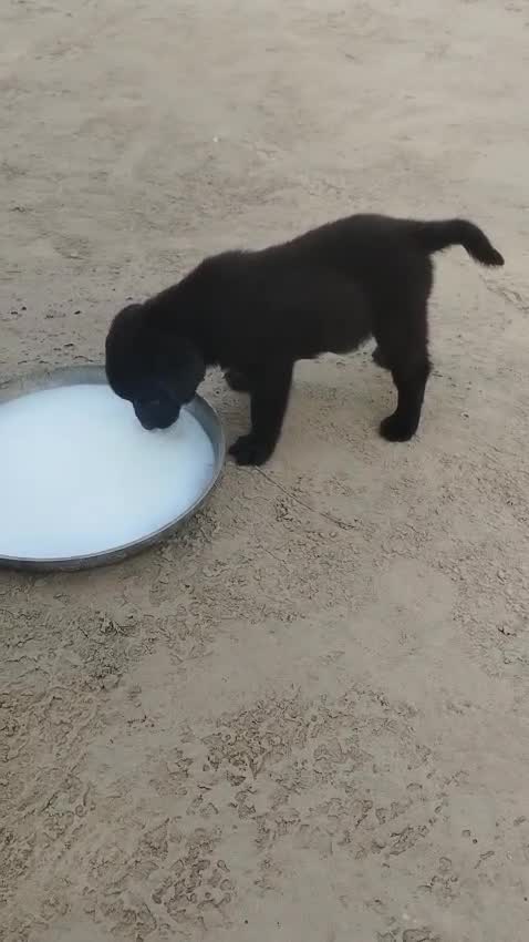 Beagle Black & Tan Puppy, farm video