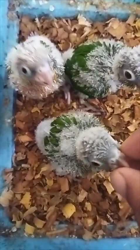 Pineapple Headed Conure, farm video