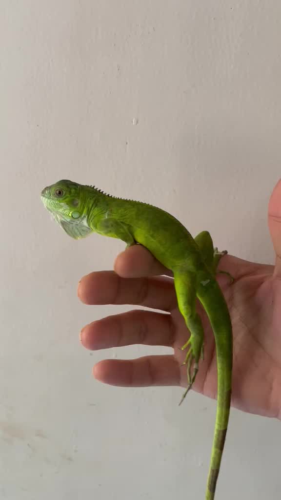 Iguana, farm video