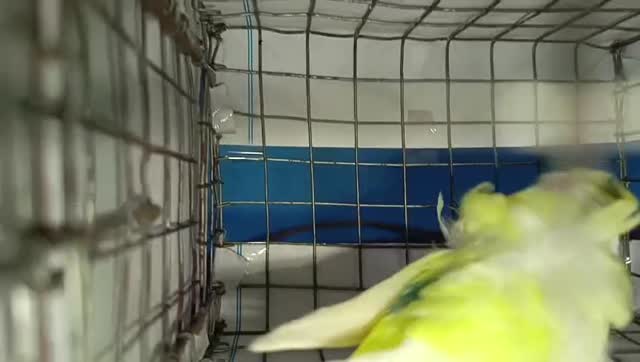 African Love Birds | Yellow & Orange, farm video