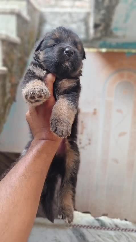 German Shepherd Puppy | Pure White, farm video