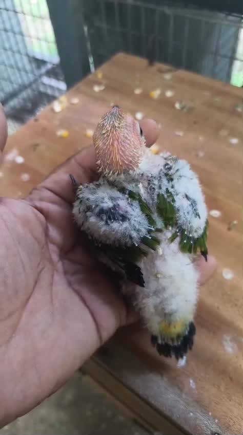 Sun Conure, farm video
