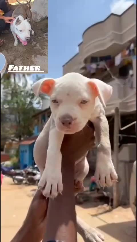 American Bully Pocket Size Puppy, farm video