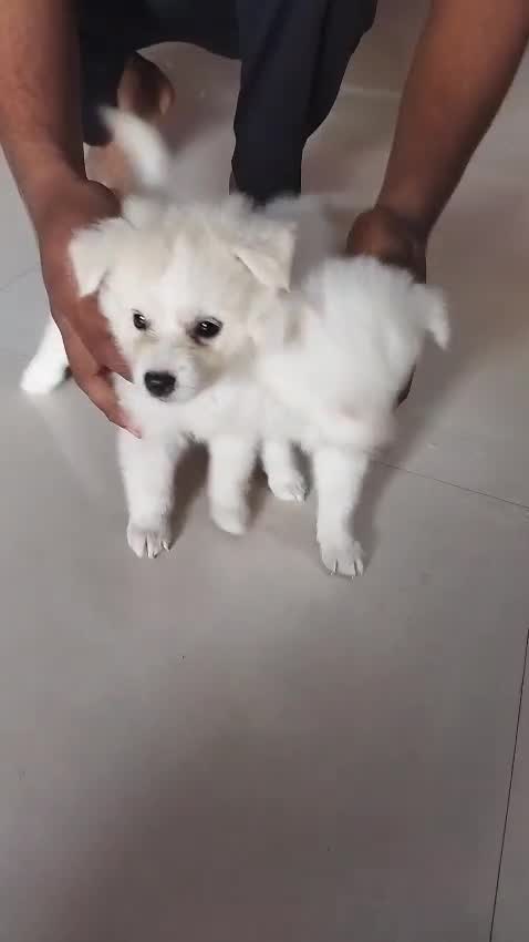 Pomeranian Puppy, farm video