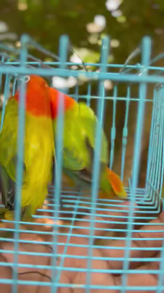 African Love Birds | Yellow & Orange, farm video