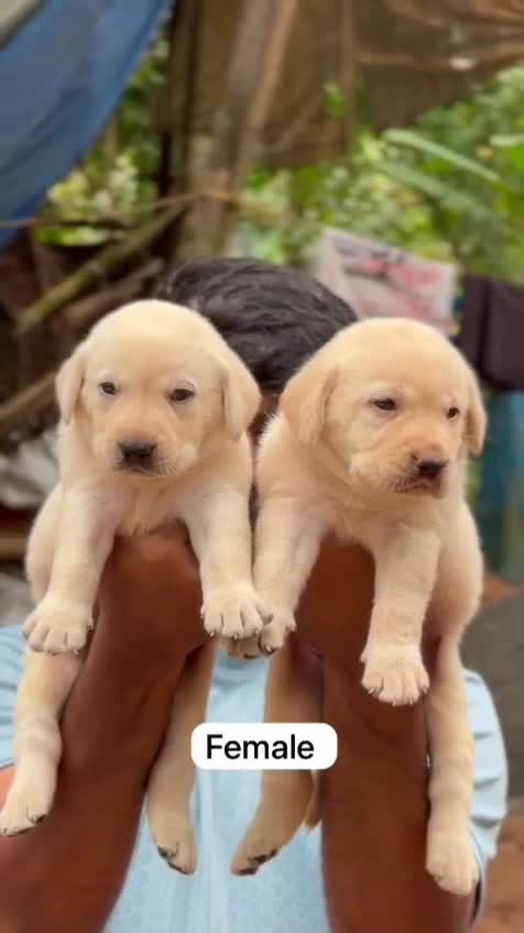 Beagle Black & Tan Puppy, farm video