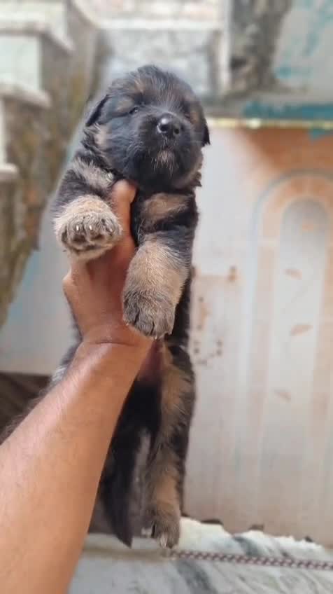 German Shepherd Puppy, farm video
