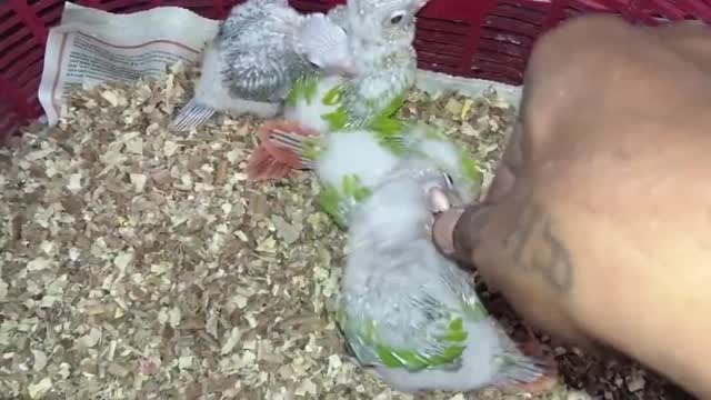 Red-rumped Parakeet, farm video