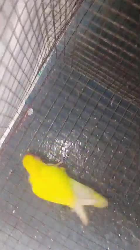 Dachshund Puppy, farm video