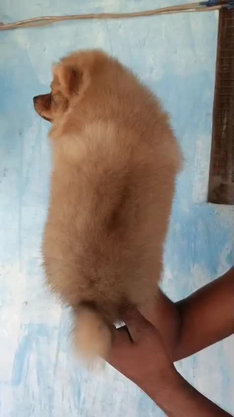 Dachshund Puppy, farm video
