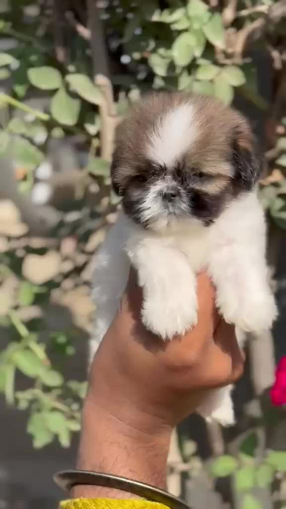 Shih Tzu Puppy Brown & White, farm video