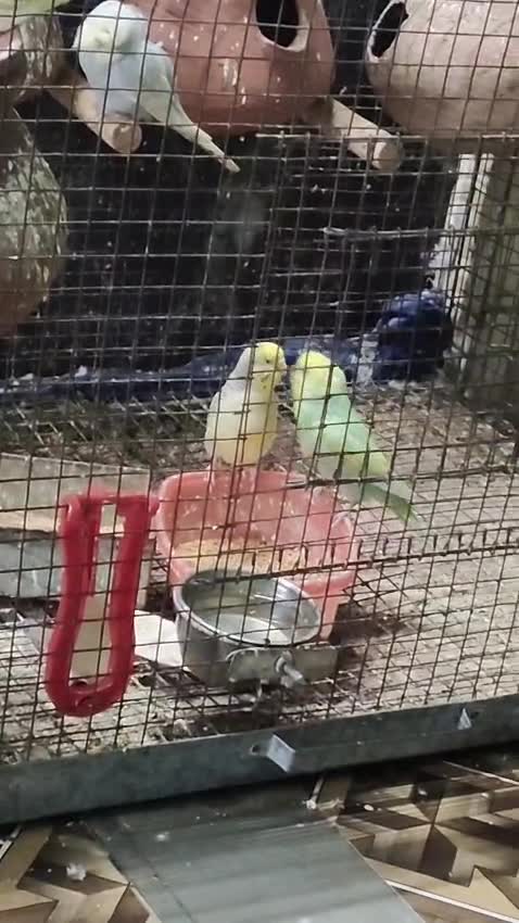 Red-rumped Parakeet, farm video