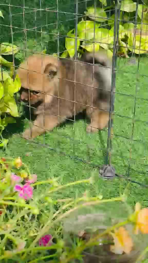 Culture Pom Puppy | White Color, farm video