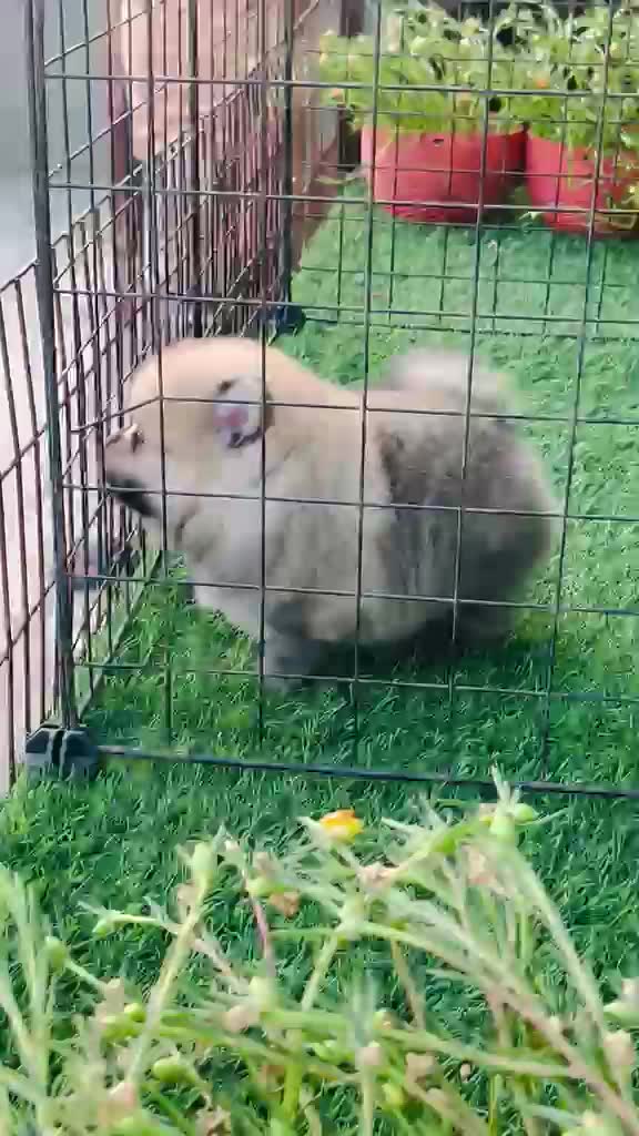 Culture Pom Puppy | White Color, farm video
