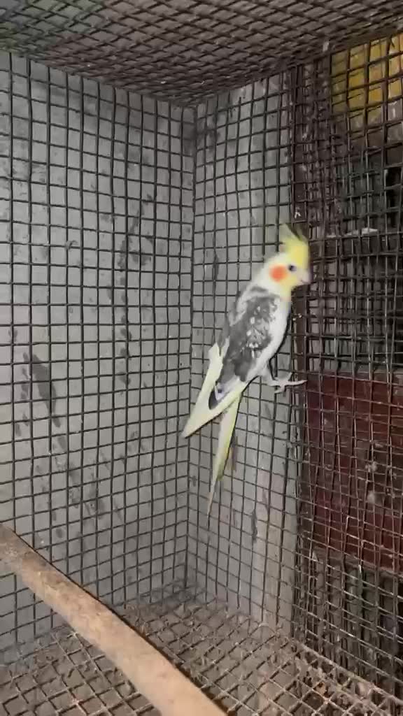Cockatiel | Grey, farm video