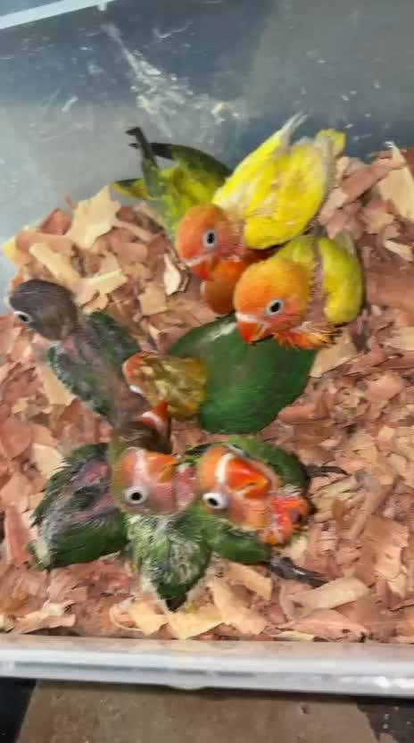 African Love Birds | Peach Face, farm video