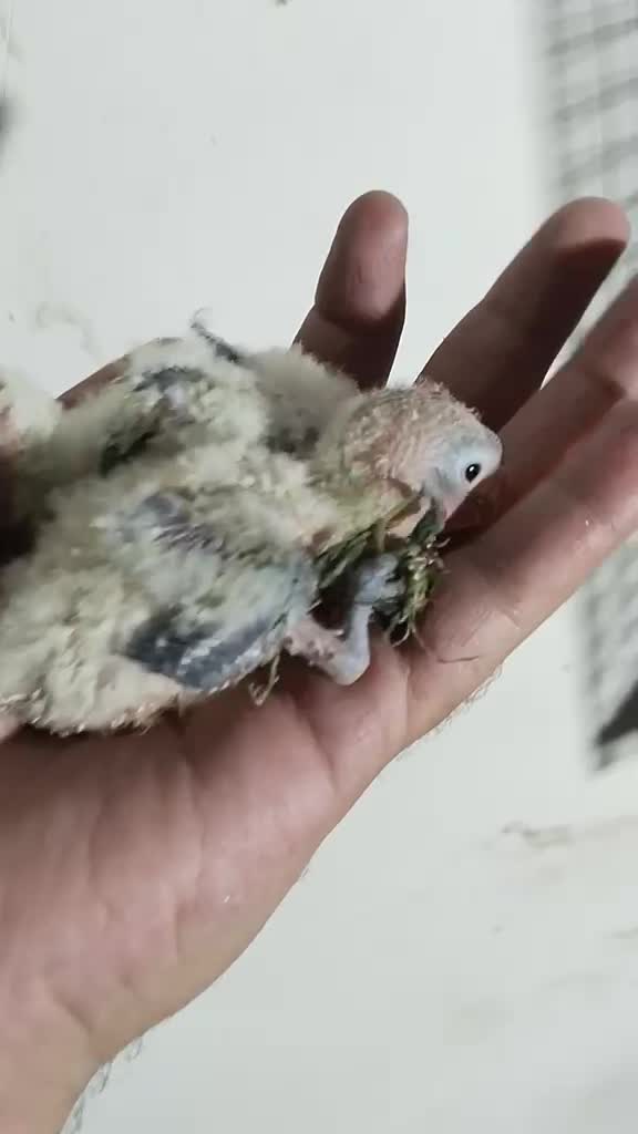 African Love Birds | Peach Face, farm video