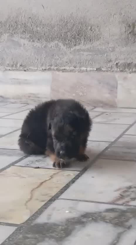 German Shepherd Puppy, farm video